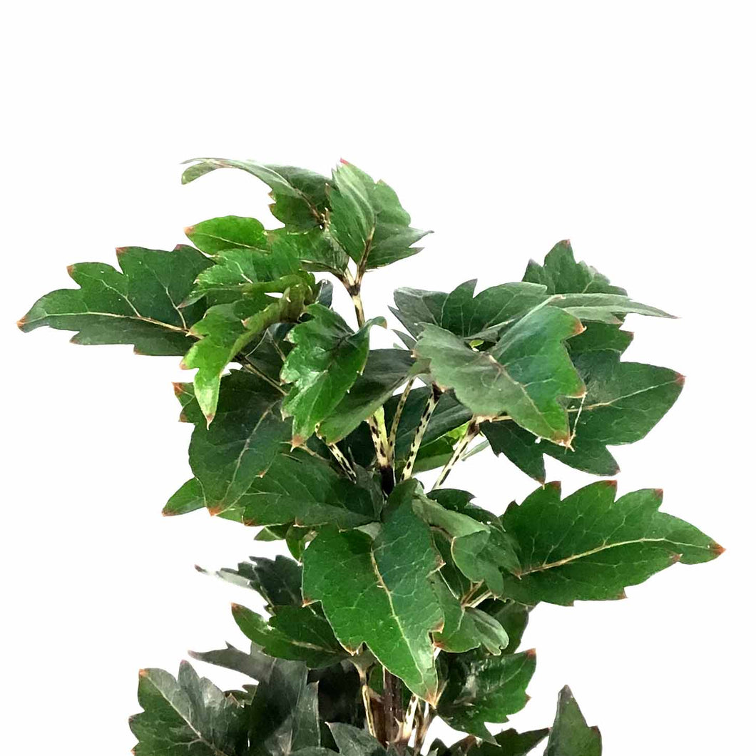 Aralia, 2.5in, False - Floral Acres Greenhouse & Garden Centre