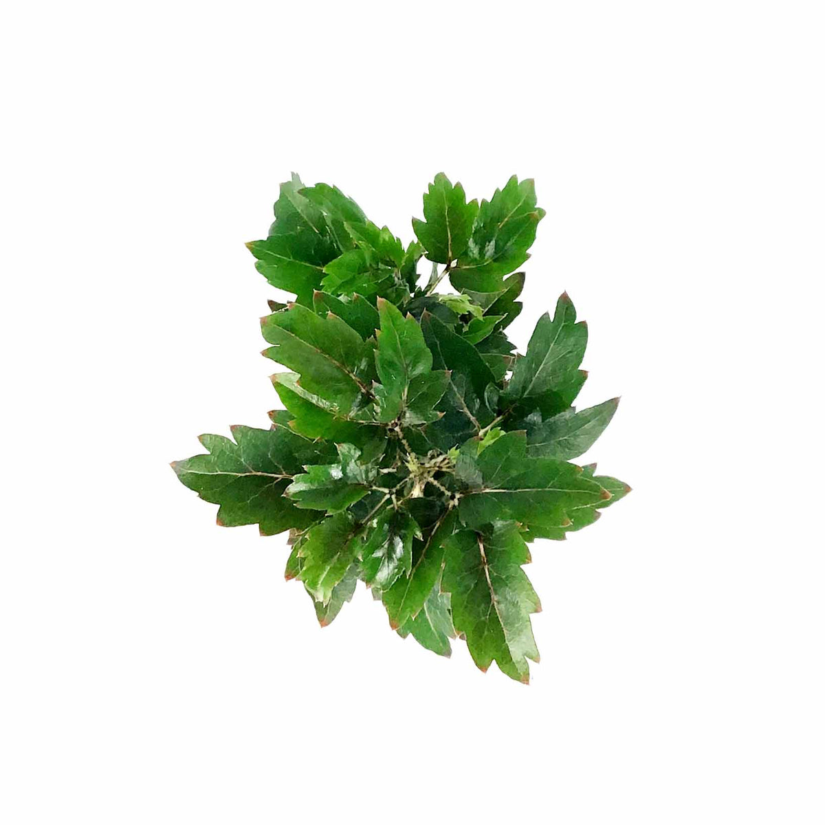 Aralia, 2.5in, False - Floral Acres Greenhouse & Garden Centre