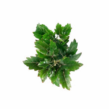 Load image into Gallery viewer, Aralia, 2.5in, False - Floral Acres Greenhouse &amp; Garden Centre
