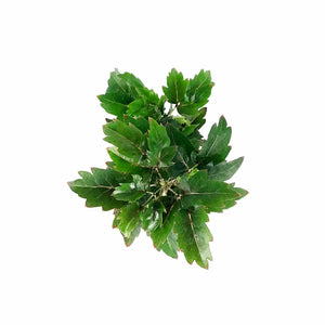 Aralia, 2.5in, False - Floral Acres Greenhouse & Garden Centre