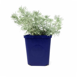 Artemisia, 15cm, Silver Mound - Floral Acres Greenhouse & Garden Centre