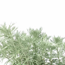 Load image into Gallery viewer, Artemisia, 15cm, Silver Mound - Floral Acres Greenhouse &amp; Garden Centre
