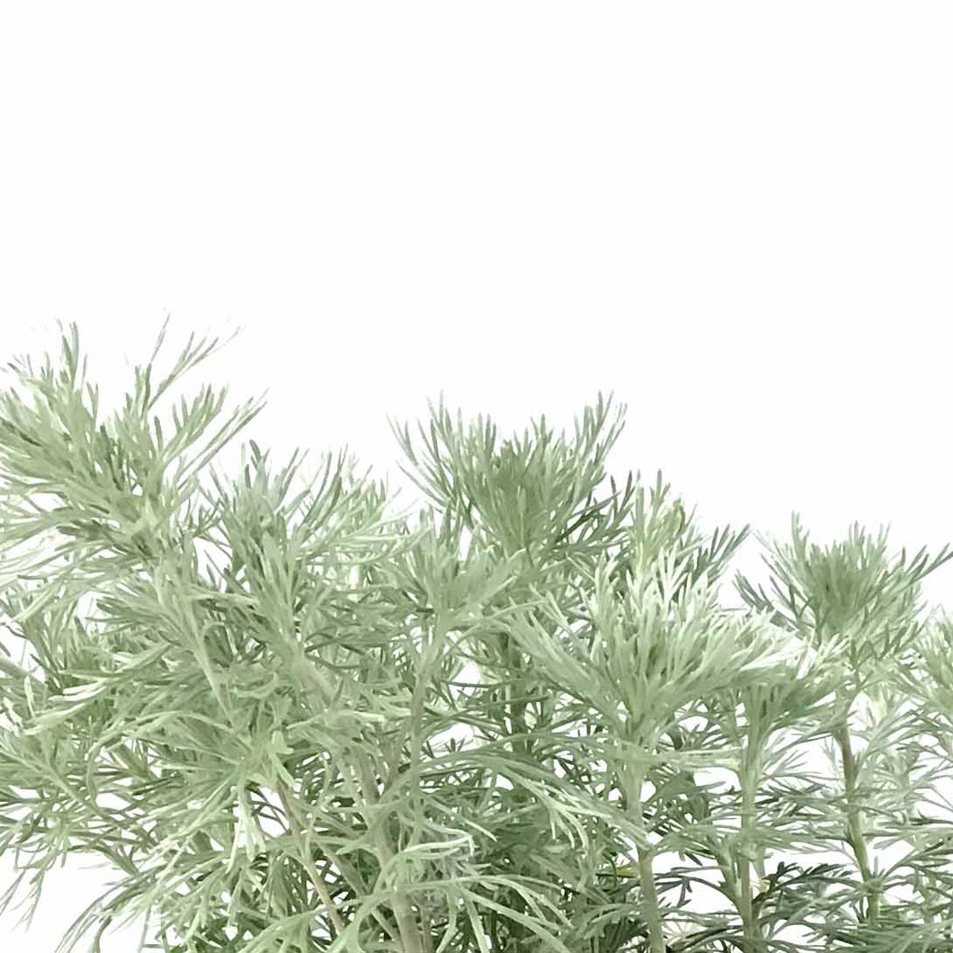 Artemisia, 15cm, Silver Mound - Floral Acres Greenhouse & Garden Centre