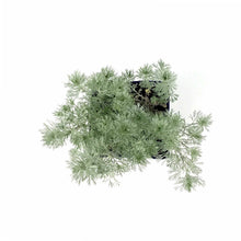 Load image into Gallery viewer, Artemisia, 15cm, Silver Mound - Floral Acres Greenhouse &amp; Garden Centre
