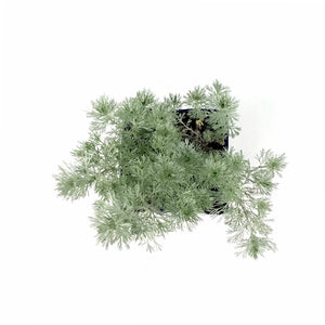 Artemisia, 15cm, Silver Mound - Floral Acres Greenhouse & Garden Centre