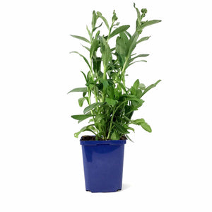 Leucanthemum, 15cm, Becky Shasta Daisy - Floral Acres Greenhouse & Garden Centre