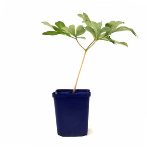 Peony, 15cm, Caroline Constabel - Floral Acres Greenhouse & Garden Centre