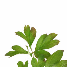 Load image into Gallery viewer, Peony, 15cm, Caroline Constabel - Floral Acres Greenhouse &amp; Garden Centre
