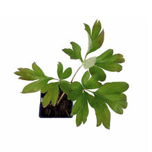 Load image into Gallery viewer, Peony, 15cm, Caroline Constabel - Floral Acres Greenhouse &amp; Garden Centre
