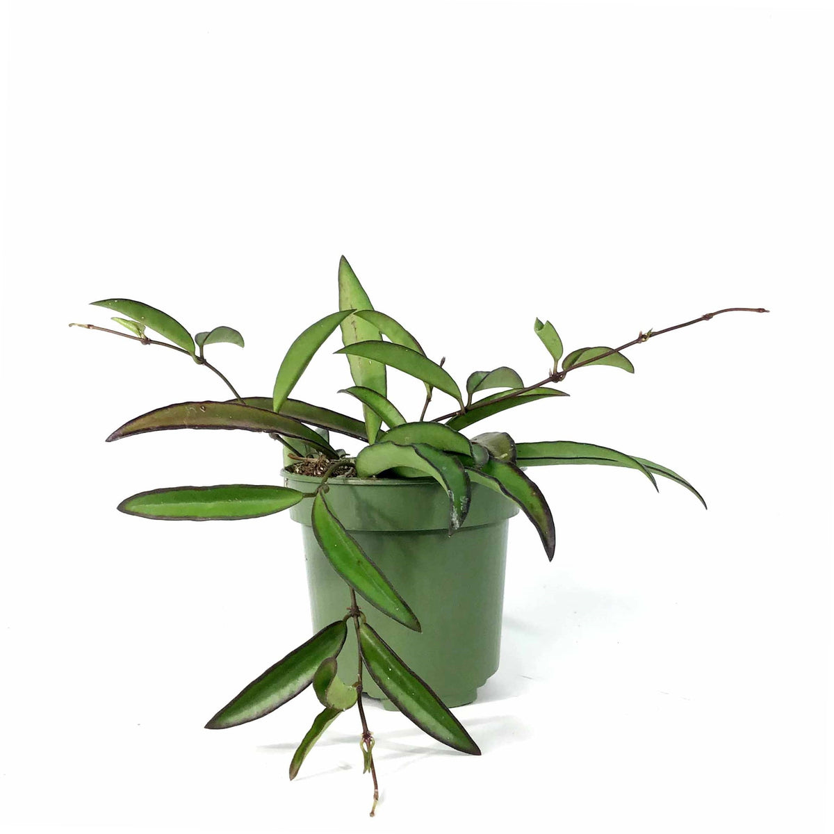 Hoya, 4in, Wayetii - Floral Acres Greenhouse & Garden Centre