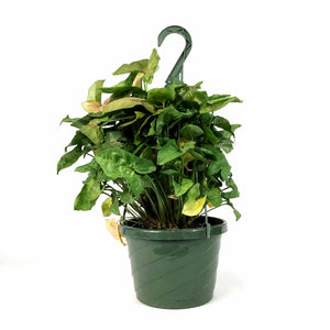 Syngonium, 8in HB, Candy - Floral Acres Greenhouse & Garden Centre