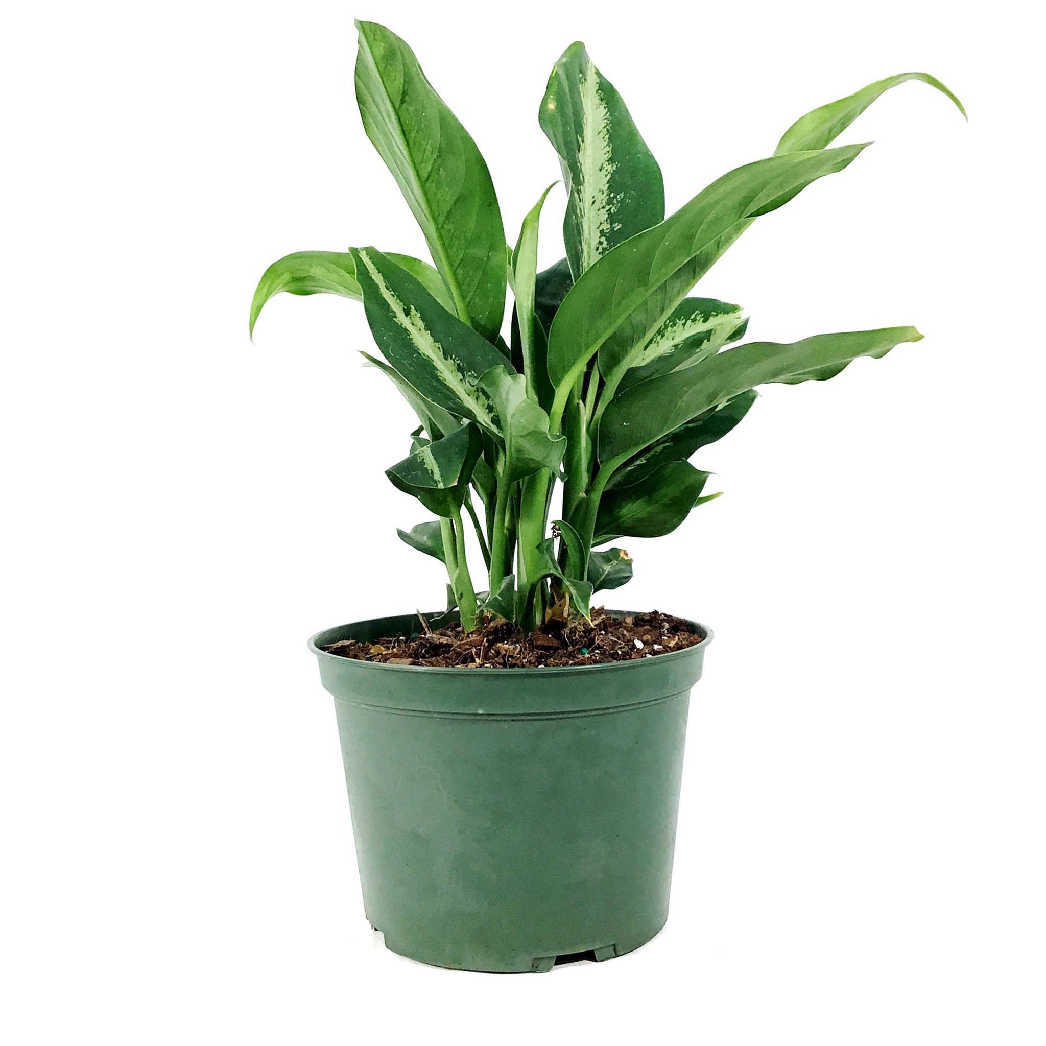 dieffenbachia panther Dieffenbachia, 6in, Panther – Floral Acres Greenhouse & Garden Centre