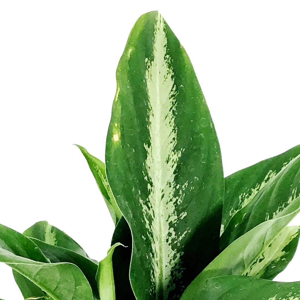 Dieffenbachia, 6in, Panther - Floral Acres Greenhouse & Garden Centre