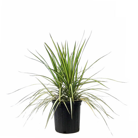 Dracaena, 10in, Kiwi - Floral Acres Greenhouse & Garden Centre