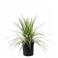 Dracaena, 10in, Kiwi - Floral Acres Greenhouse & Garden Centre
