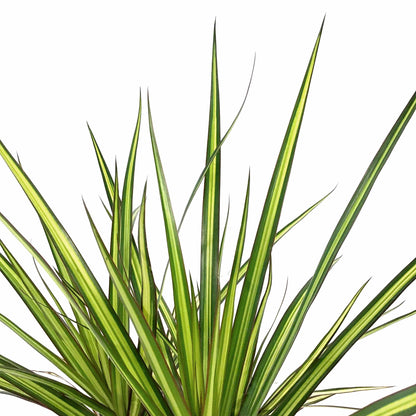 Dracaena, 10in, Kiwi - Floral Acres Greenhouse & Garden Centre
