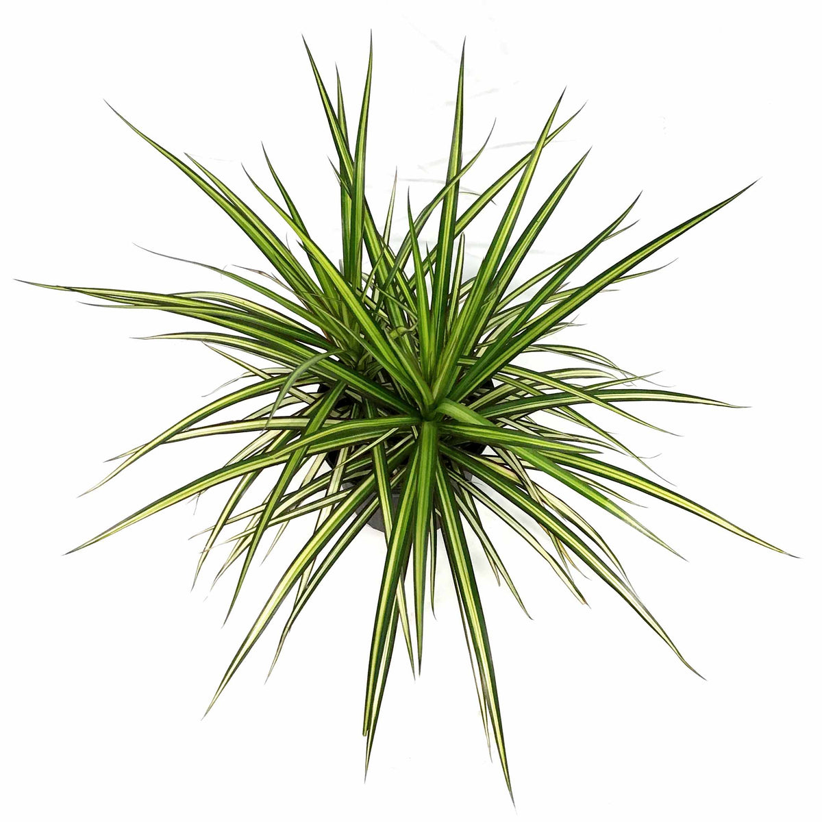 Dracaena, 10in, Kiwi - Floral Acres Greenhouse & Garden Centre