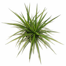 Load image into Gallery viewer, Dracaena, 10in, Kiwi - Floral Acres Greenhouse &amp; Garden Centre
