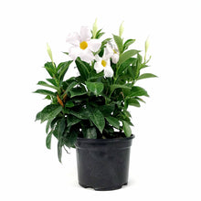 Load image into Gallery viewer, Mandevilla, 6in, White - Floral Acres Greenhouse &amp; Garden Centre
