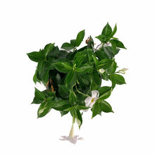 Load image into Gallery viewer, Mandevilla, 6in, White - Floral Acres Greenhouse &amp; Garden Centre
