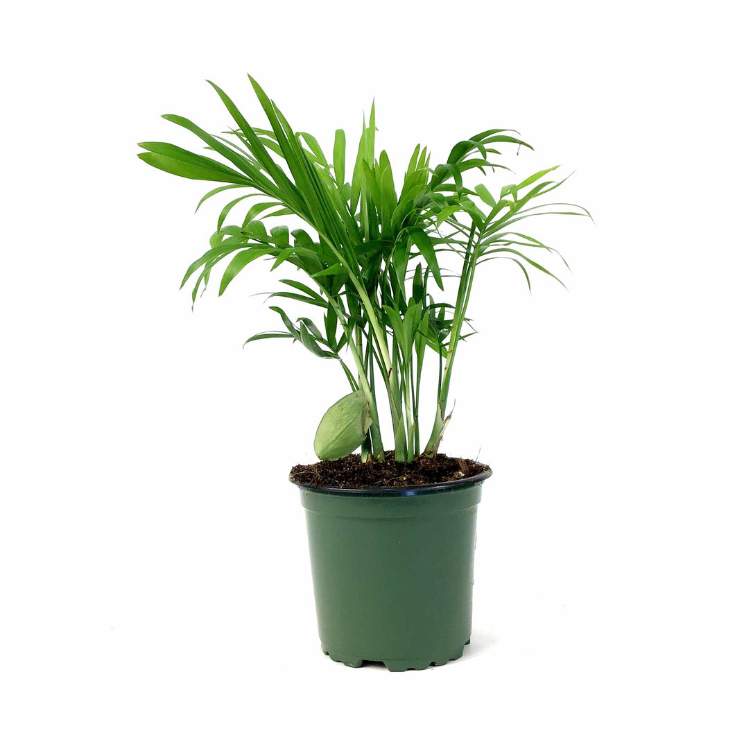 Palm, 4in, Neanthe Bella - Floral Acres Greenhouse & Garden Centre