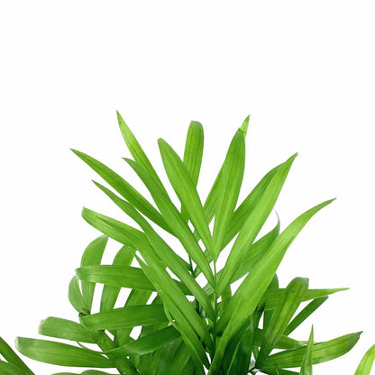 Palm, 4in, Neanthe Bella - Floral Acres Greenhouse & Garden Centre
