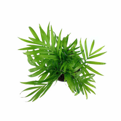 Palm, 4in, Neanthe Bella - Floral Acres Greenhouse & Garden Centre