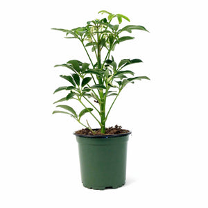 Schefflera, 4in, Moonlight - Floral Acres Greenhouse & Garden Centre