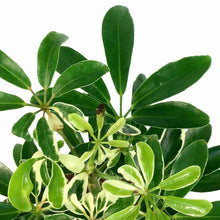 Load image into Gallery viewer, Schefflera, 4in, Moonlight - Floral Acres Greenhouse &amp; Garden Centre
