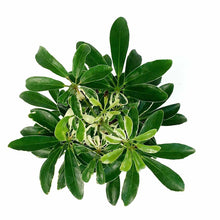 Load image into Gallery viewer, Schefflera, 4in, Moonlight - Floral Acres Greenhouse &amp; Garden Centre
