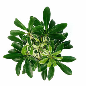 Schefflera, 4in, Moonlight - Floral Acres Greenhouse & Garden Centre