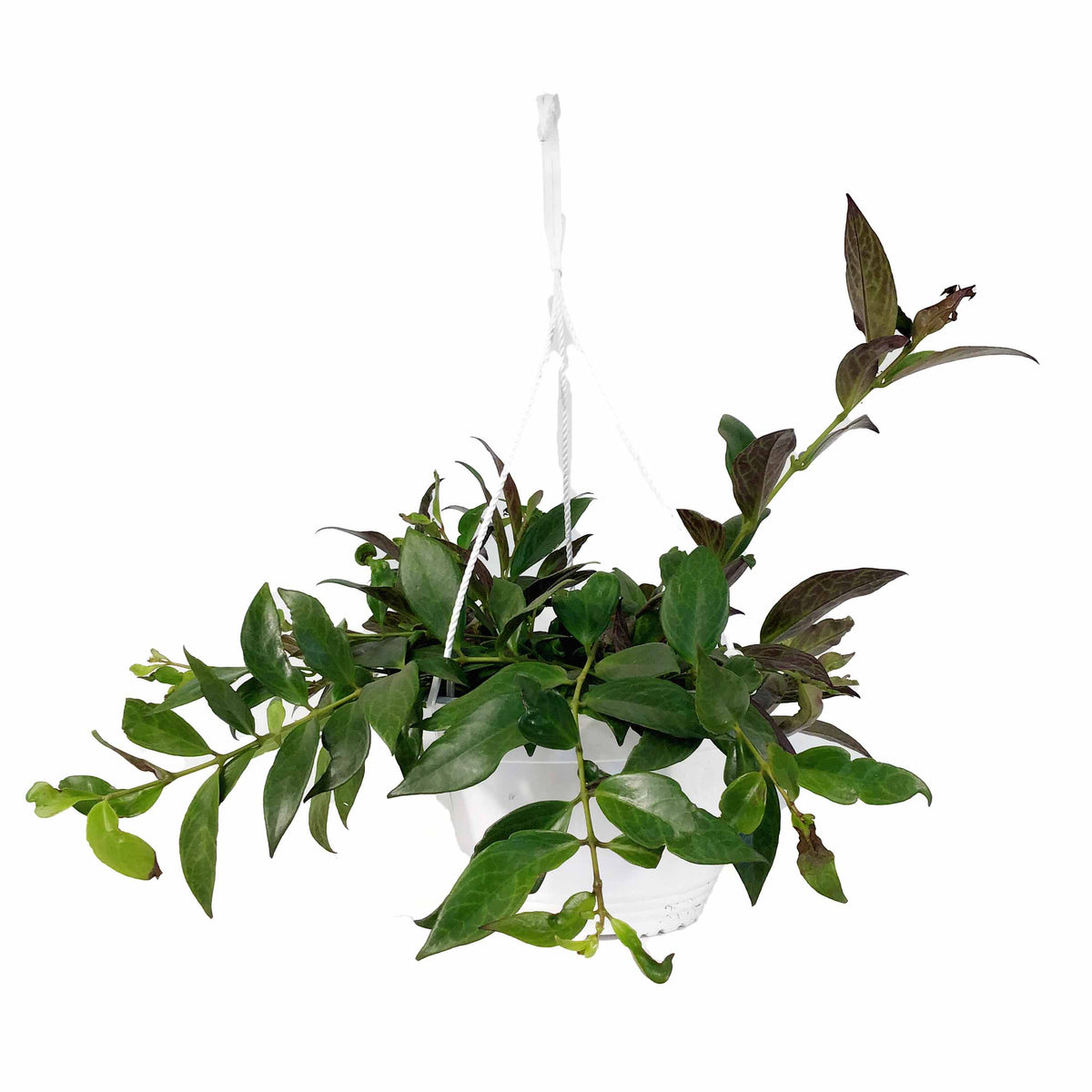 Lipstick Plant, 8in HB, Black Pagoda - Floral Acres Greenhouse & Garden Centre