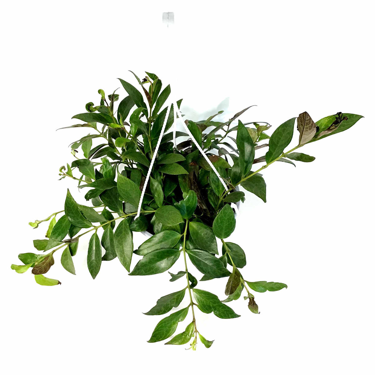 Lipstick Plant, 8in HB, Black Pagoda - Floral Acres Greenhouse & Garden Centre
