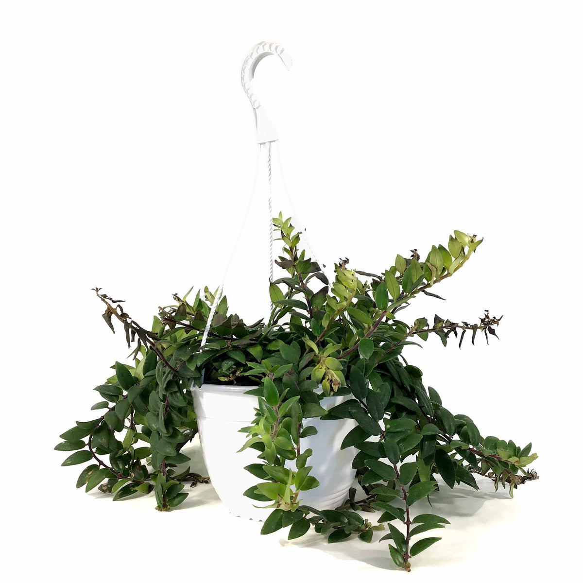 Lipstick Plant, 8in HB, Myra - Floral Acres Greenhouse & Garden Centre