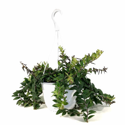 Lipstick Plant, 8in HB, Myra - Floral Acres Greenhouse & Garden Centre