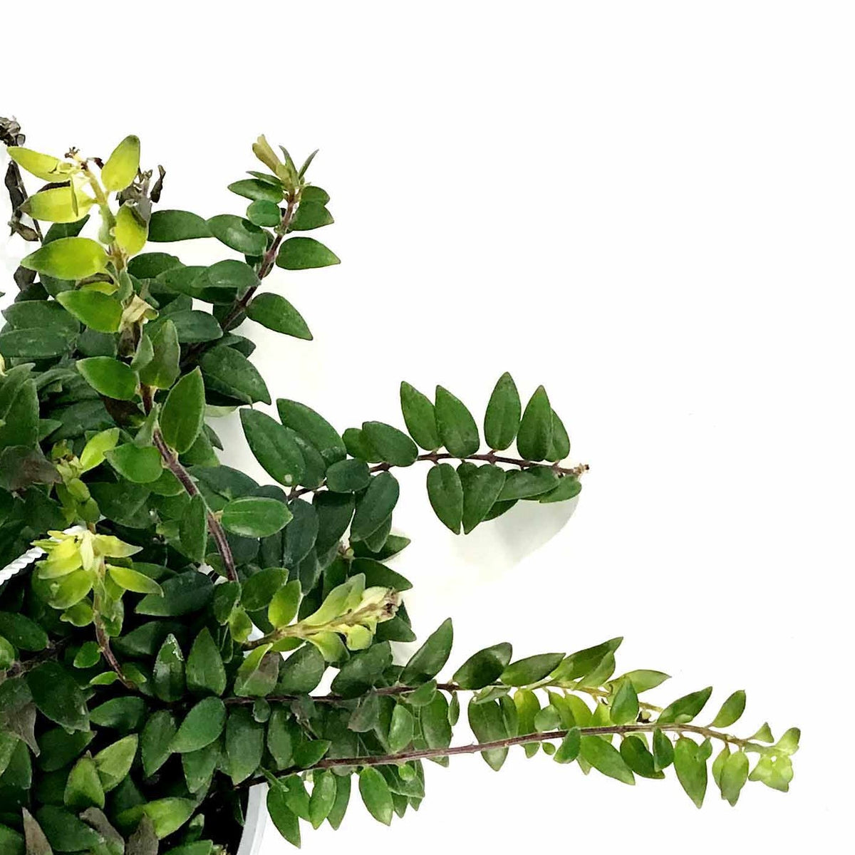 Lipstick Plant, 8in HB, Myra - Floral Acres Greenhouse & Garden Centre