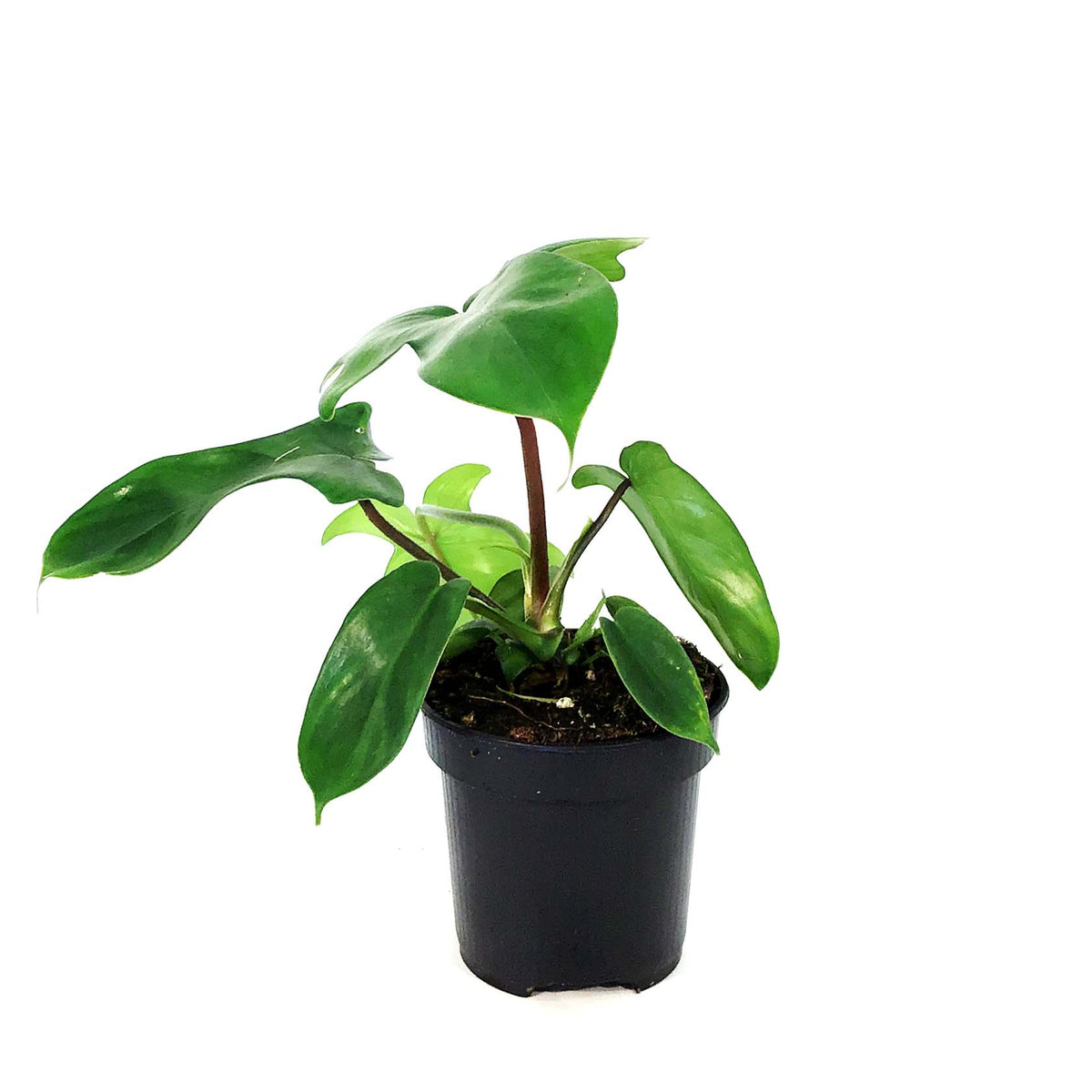 Philodendron, 4in, Florida Green