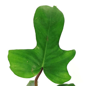 Philodendron, 4in, Florida Green