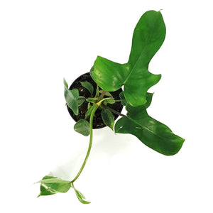 Philodendron, 4in, Florida Green