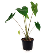 Alocasia, 6in, Zebrina