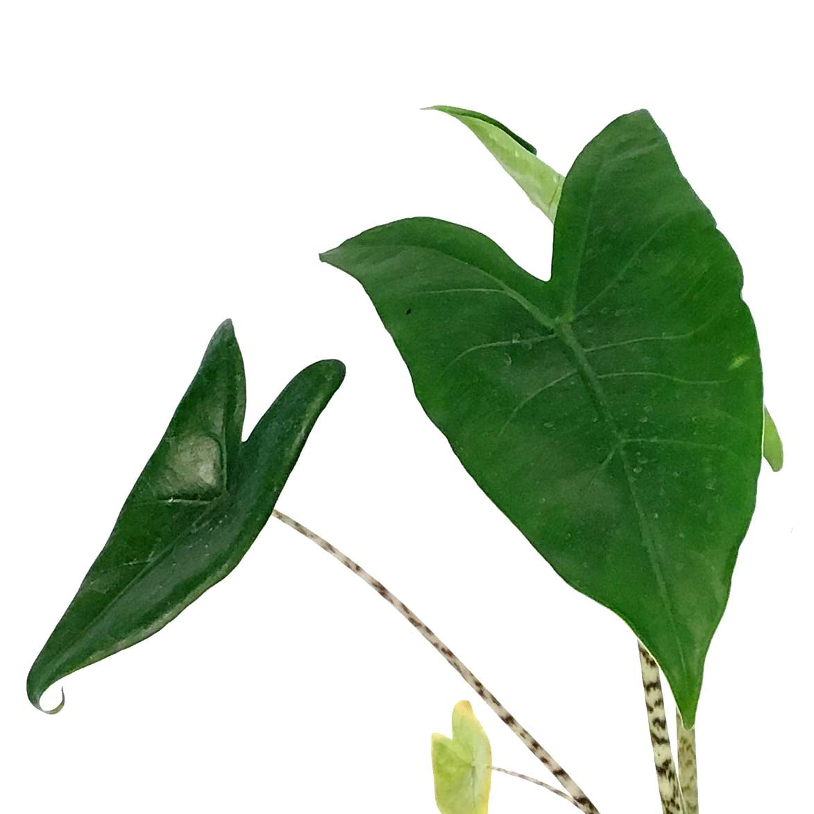 Alocasia, 6in, Zebrina