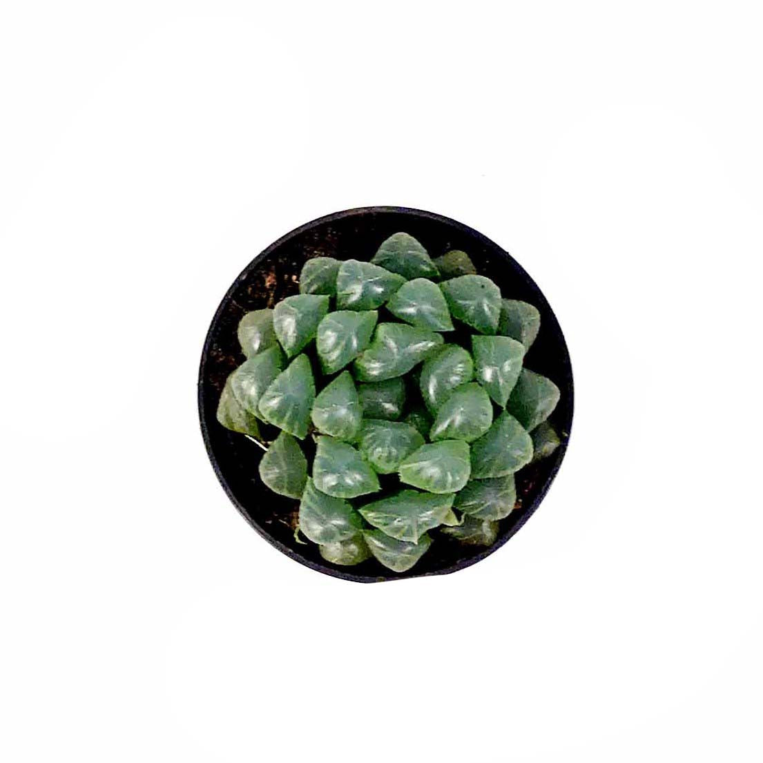 Succulent, 2.5in, Haworthia Cooperi - Floral Acres Greenhouse & Garden Centre