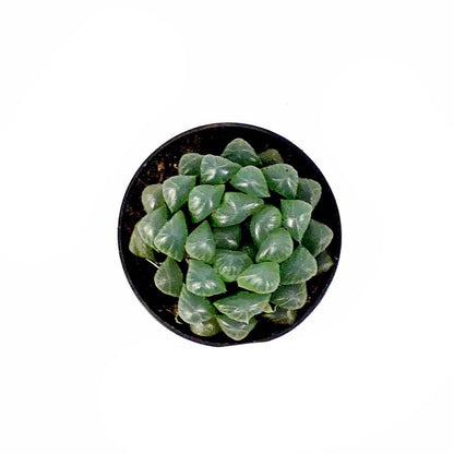 Succulent, 2.5in, Haworthia Cooperi - Floral Acres Greenhouse & Garden Centre