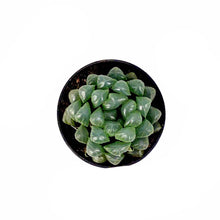 Load image into Gallery viewer, Succulent, 2.5in, Haworthia Cooperi - Floral Acres Greenhouse &amp; Garden Centre
