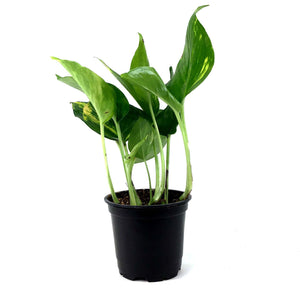 Pothos, 4in, Golden - Floral Acres Greenhouse & Garden Centre