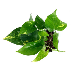 Pothos, 4in, Golden - Floral Acres Greenhouse & Garden Centre