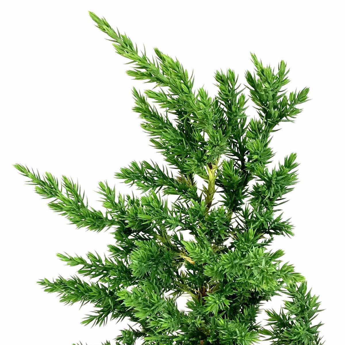 Bonsai, 6in, Juniper San Jose, S Shaped - Floral Acres Greenhouse & Garden Centre
