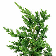 Bonsai, 6in, Juniper San Jose, S Shaped - Floral Acres Greenhouse & Garden Centre