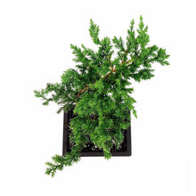 Load image into Gallery viewer, Bonsai, 6in, Juniper San Jose, S Shaped - Floral Acres Greenhouse &amp; Garden Centre
