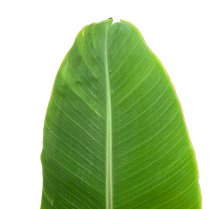 Banana, 10in, Ice Cream - Floral Acres Greenhouse & Garden Centre